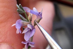 milk vetch pollination technique