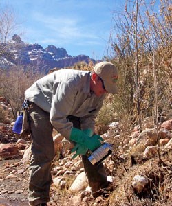 tamarisk-herbicide