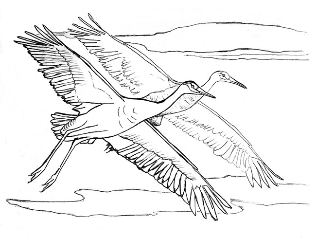 Line drawing of a pair of Sandhill cranes in flight.