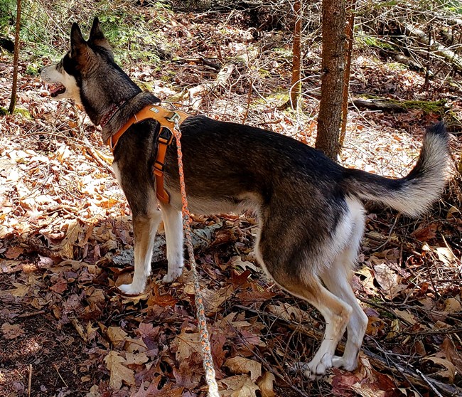 A leashed dog on a rrail.