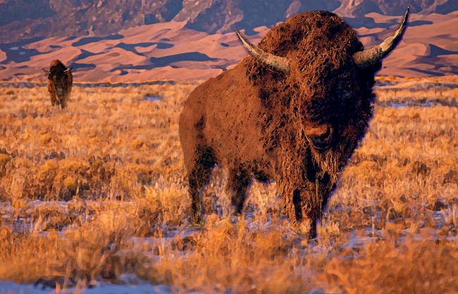 In this illustration, a large prehistoric bison with thick fur and long horns stands in front of the dunes during the Ice Age. Another bison is in the distance, and the dunes are in the background.