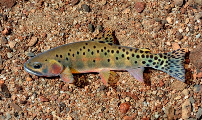 Rio Grande Cutthroat Trout in Water