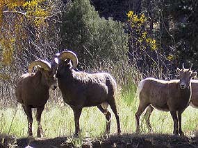 Bighorn Sheep