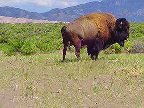 Bison