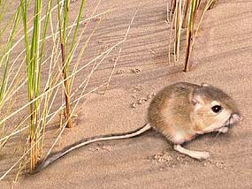 Ord's Kangaroo Rat