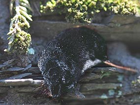 Water Shrew