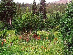 Subalpine Meadow with Wildflowers