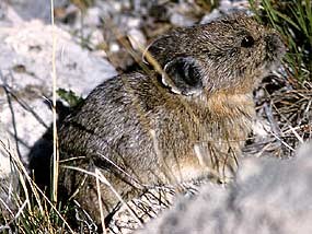 American pika