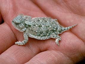 Dwarfed Short-Horned Lizard