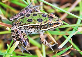 Northern Leopard Frog