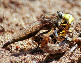 Robber Fly