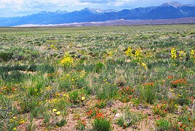 Grasslands and Flowers Near Lane 6