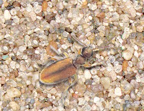 Antlike Flower Beetle