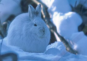 Snowshoe Hare