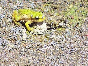 Chorus Frog