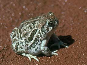 Great Plains Toad