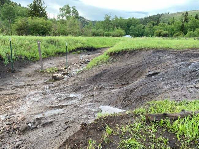 A muddy backcountry road with a steep, slick section, surrounded by meadow and forest