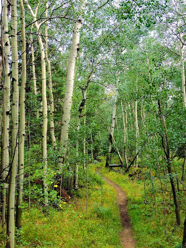 Aspen trees in summer provide shade along the Mosca Pass Trail