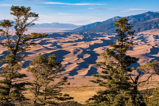 Dunefield from Sangre de Cristo Mountains with pine trees