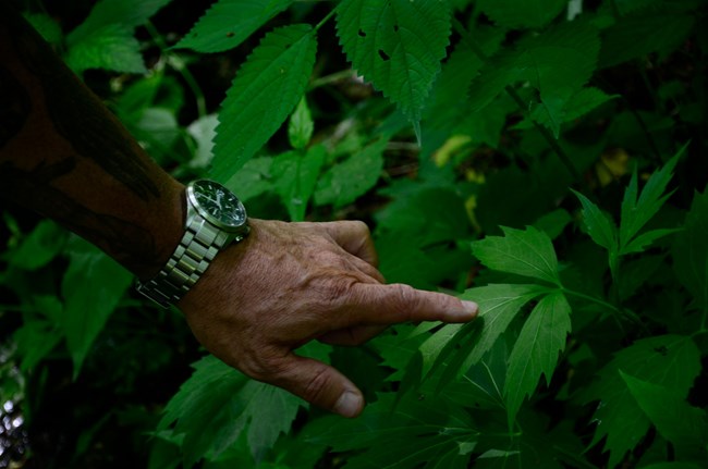 Hand points to Sochan leaf