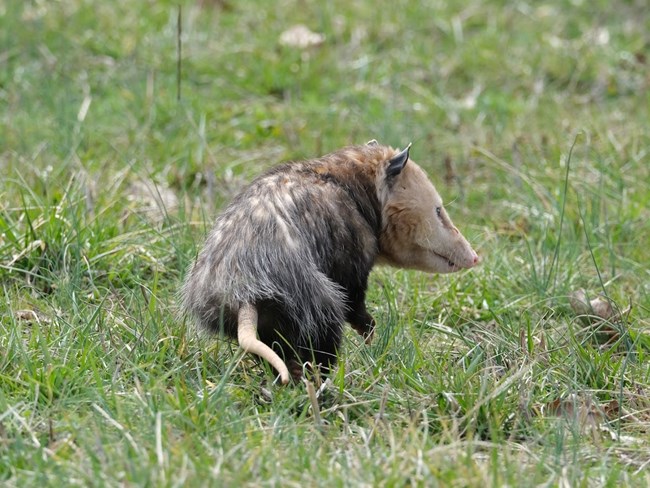 An opossum walking in a field.