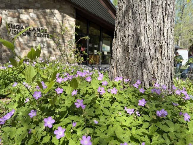 purple flowers in a garden bed surrounding a tree. in the background is the sugarlands visitor center