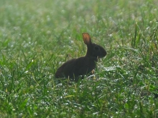 A rabbit in a field of grass.