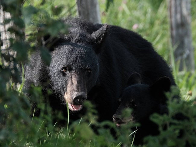 A large mama black bear and her cub standing side by side.