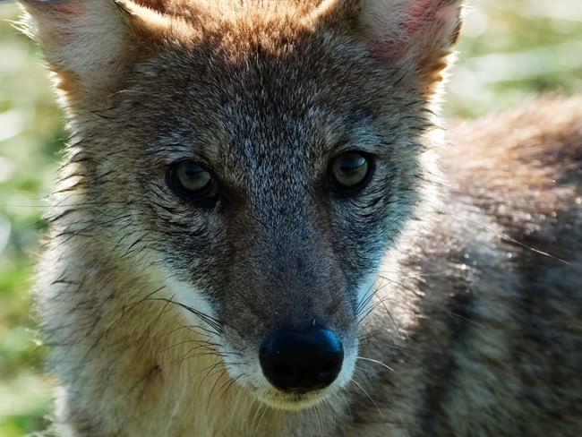 A coyote's face.