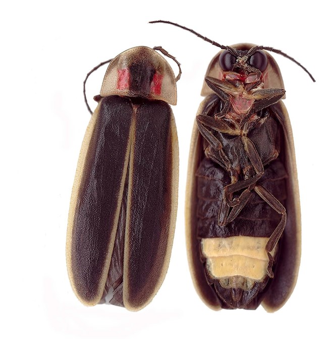 Synchronous Firefly close up