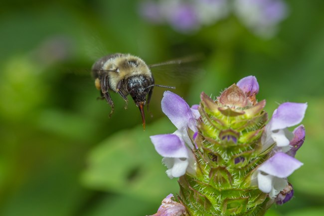 Bee wirh tongue out hovering near purple flower.