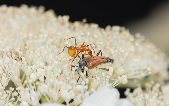 An ant and bug on a cluster of small white flowers