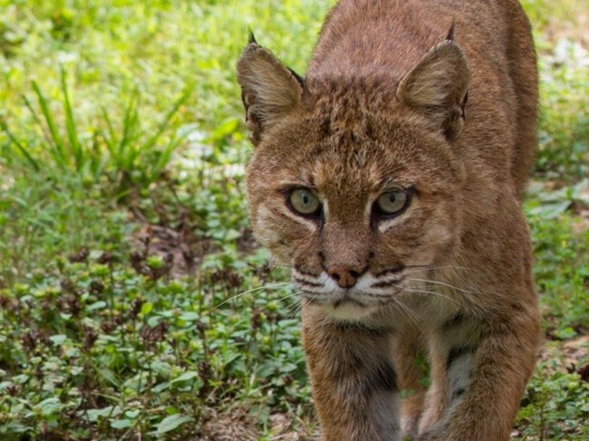 A bobcat walking in a grassy area.