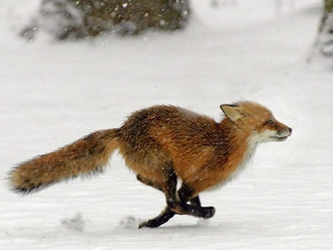 A red fox running through snow.
