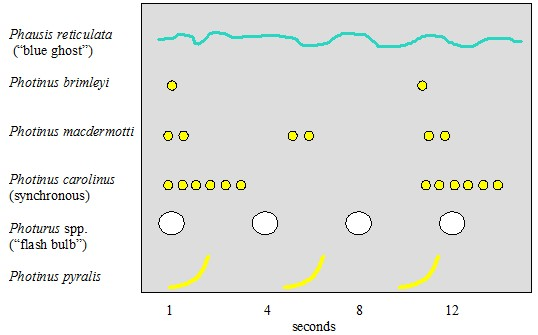 A diagram showing flash patterns of fireflies over time. Species include: Phausis reticulata (blue ghost), photinus brimleyi, photinus macdermotti, photinus carolinus (syncronous), Photurus spp. (flash bulb), photinis pyralis