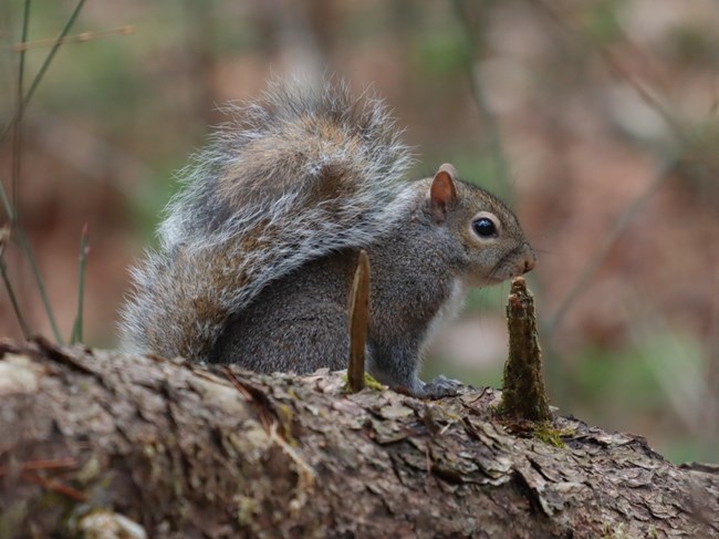 A gray squirrel in a tree.