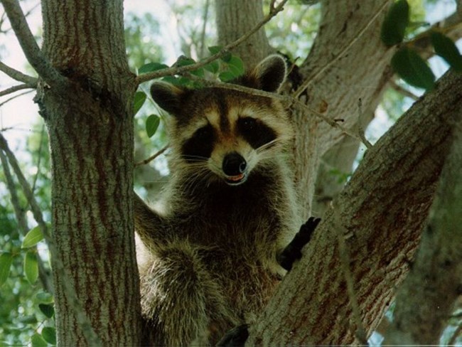 A racoon in a tree.