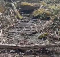 A trickling stream flowing over branches and rocks.