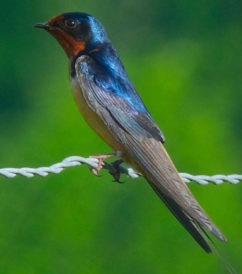 a barn swallow perched on a wire.