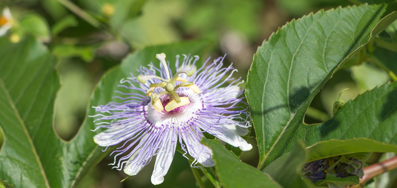 A purple flower with a brilliant green background of leaves.