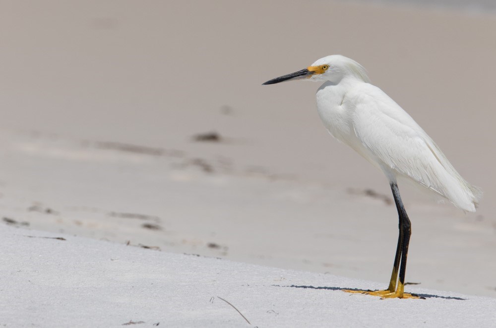 A white egret with black and yellow legs on a white sand beach.