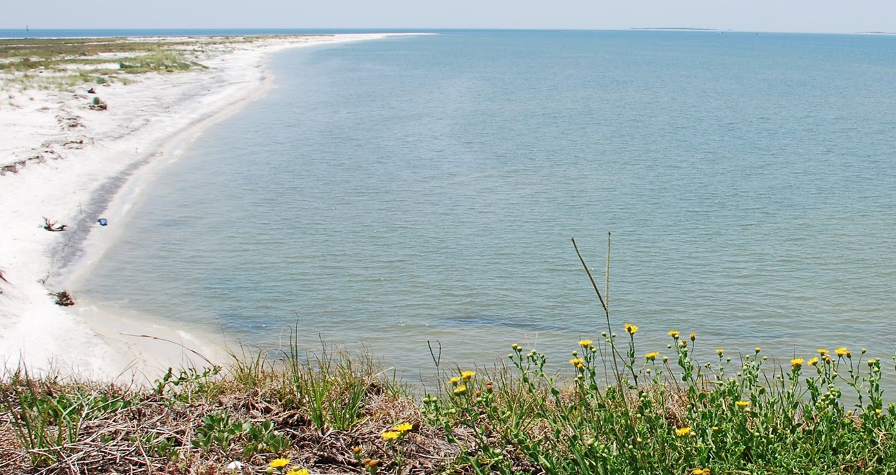 Wild grasses and flowers are in the foreground as a white sand island extends into the distance.