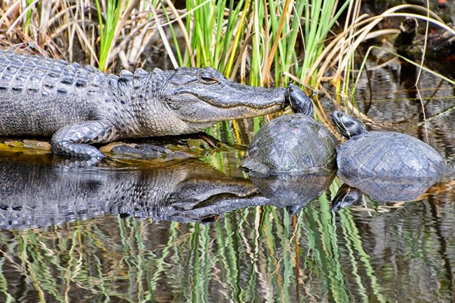 Alligator and turtle