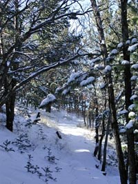 Winter snow in the Guadalupe Mountains National Park.