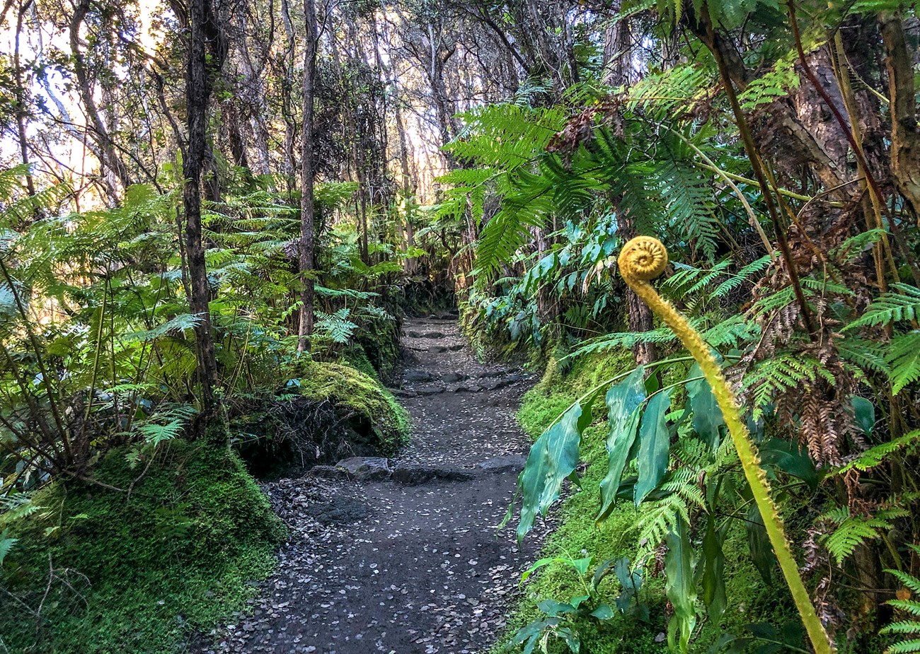 Rainforest along Halema‘uma‘u Trail