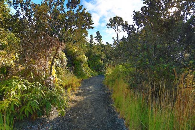 Well worn path with native ohia trees