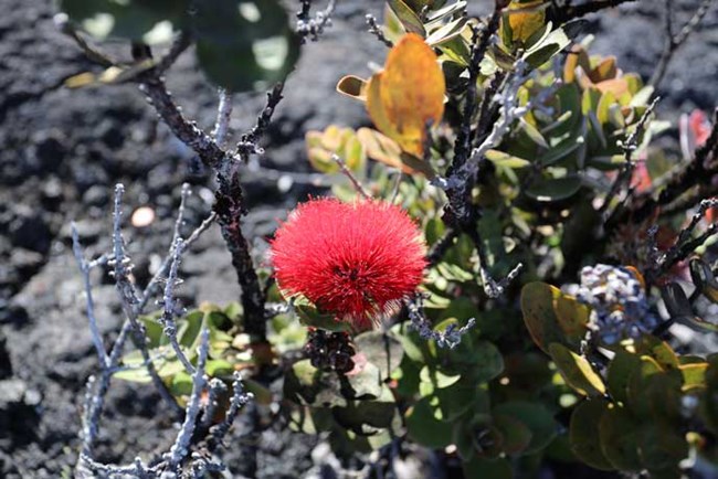 ‘Ōhi‘a lehus blossom