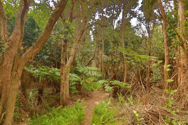 ‘ōhi‘a and hāpu‘u forest