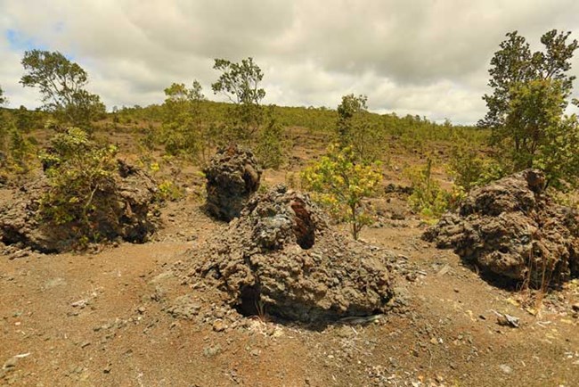 Lava trees