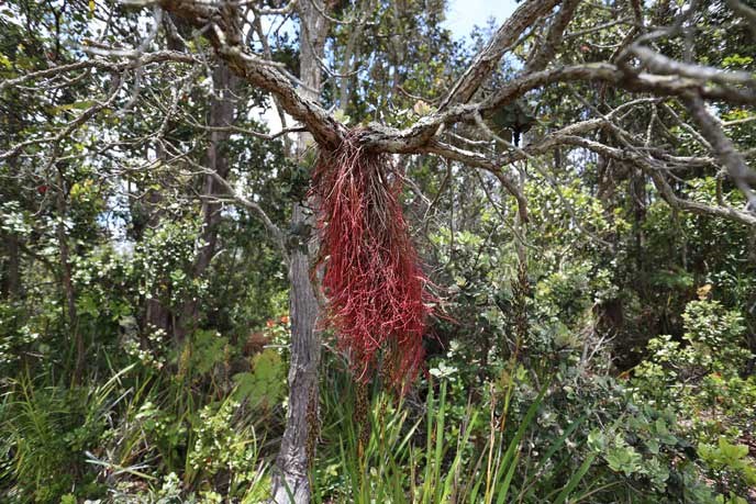 ‘Ōhi‘a tree air roots